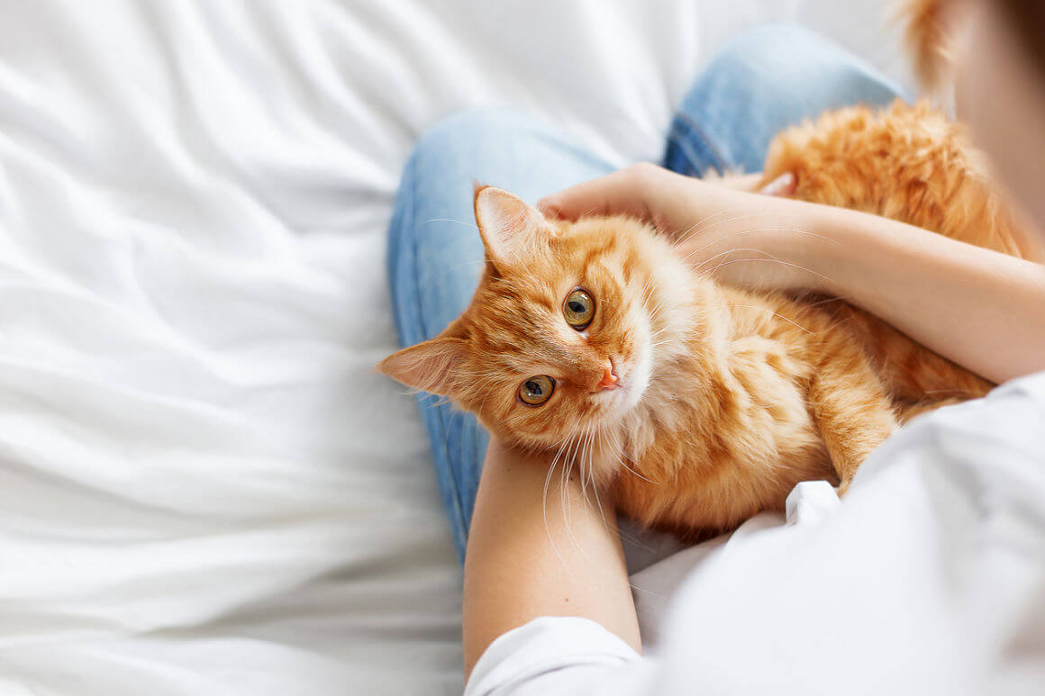 chat-triste-2.jpg