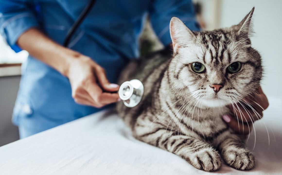 Il mio gatto vomita sangue