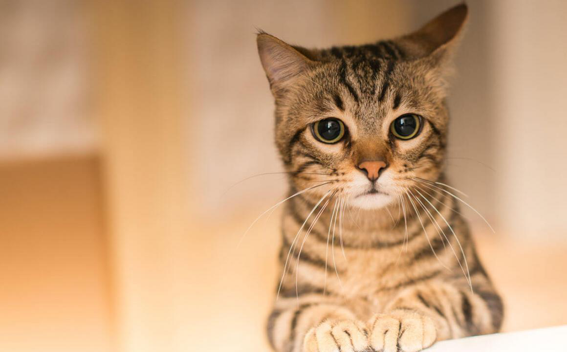 Occlusione intestinale gatto: cause e trattamenti
