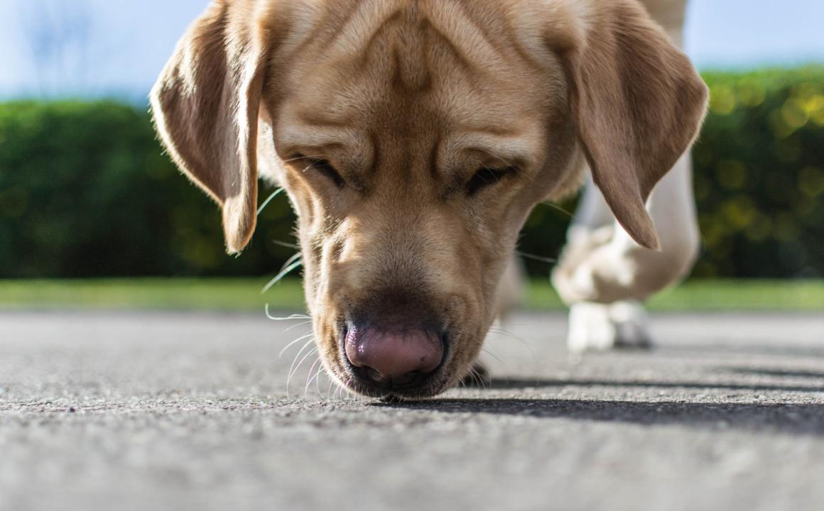 &iquest;Qu&eacute; nos dice la nariz caliente en perros sobre su salud?