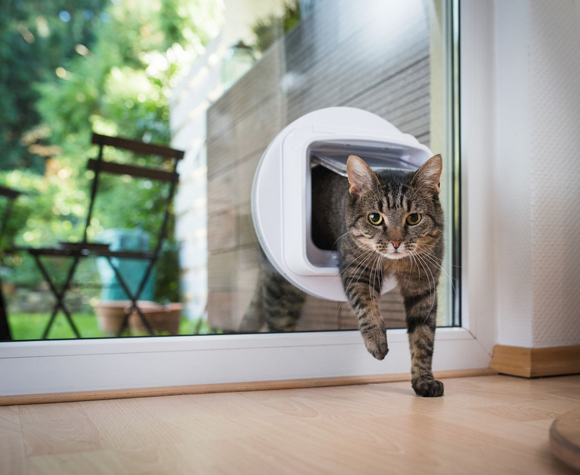 puce-electronique-chat-2.jpg