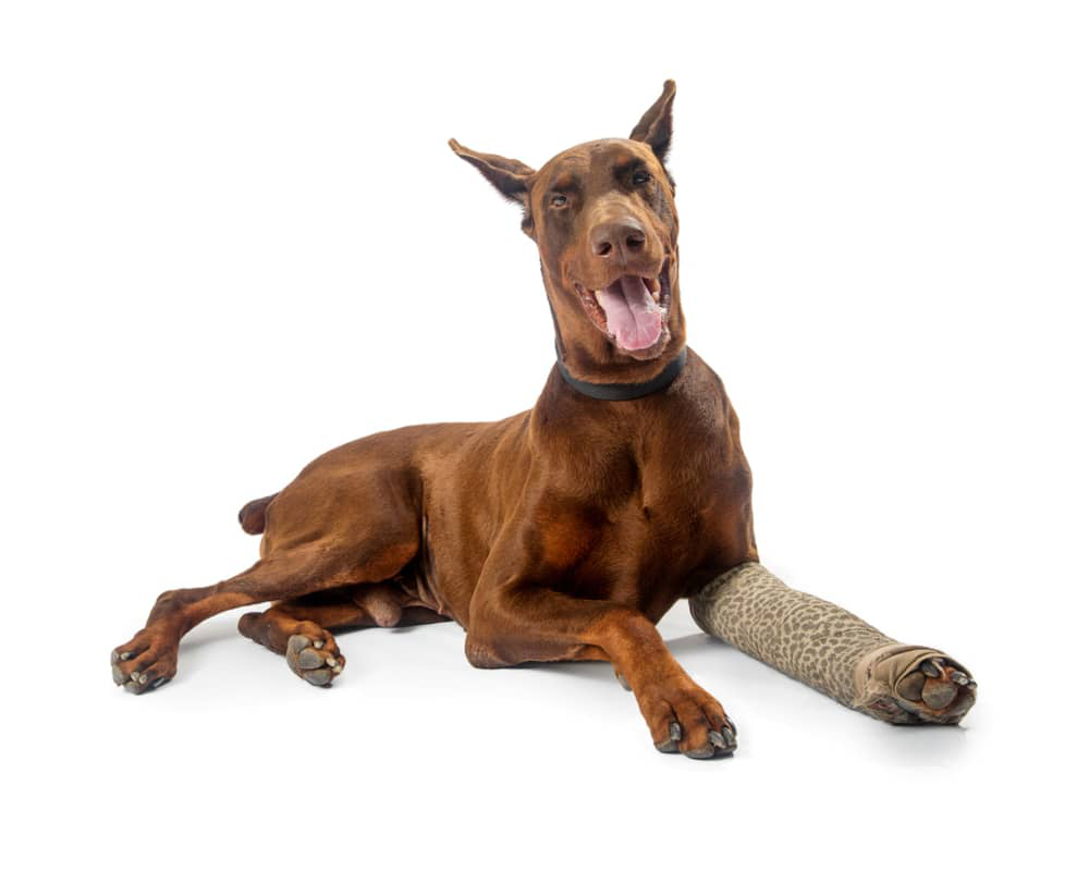 zampa-cane-gonfia-003.jpg