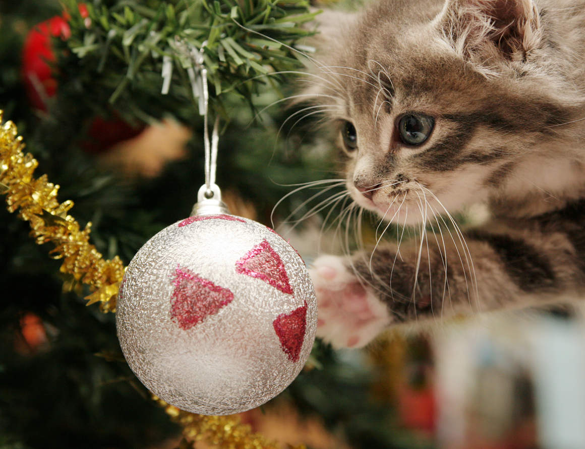 gatos_y_arboles_de_navidad_2.jpg
