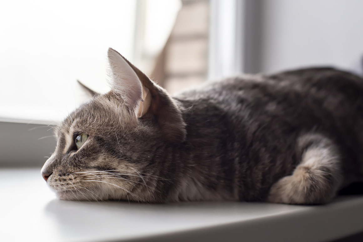 henie-chat-2.jpg
