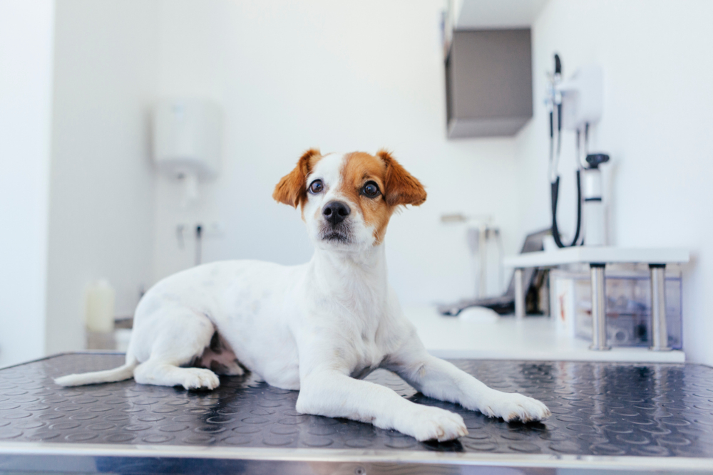 diarreia-nos-c&atilde;es-002.jpg
