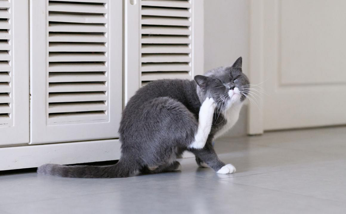 Perch&eacute; il mio gatto si gratta tanto?