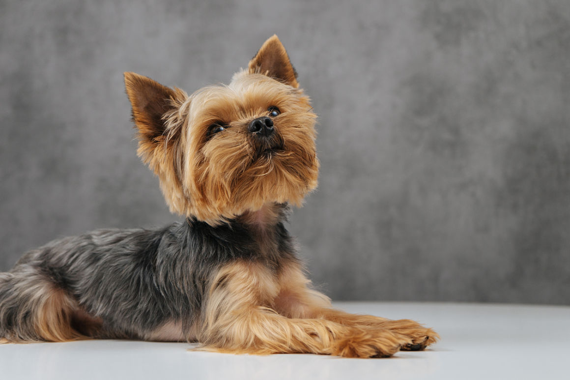 crocchette-per-cani-2.jpg