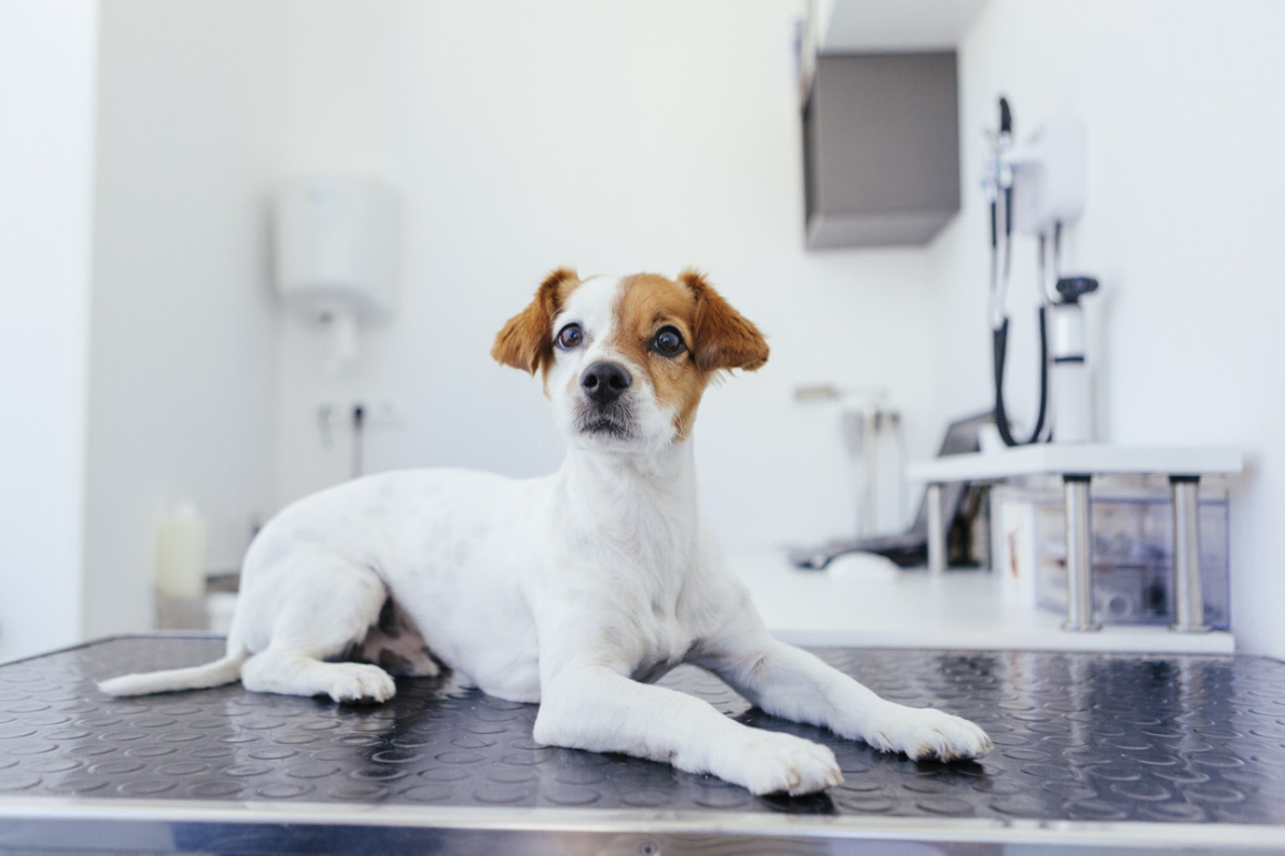 esterilizaci&oacute;n perros.jpg