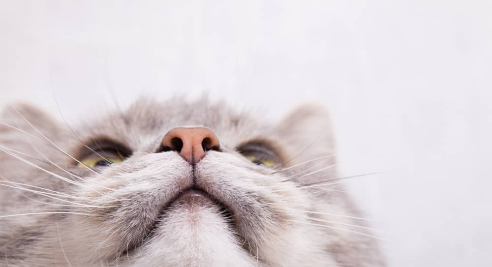 gato-mocos-003.jpg