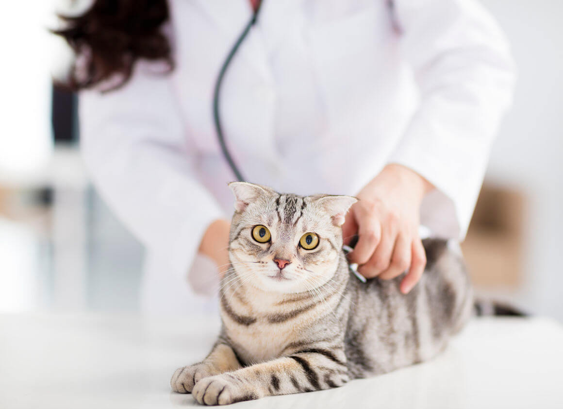 occlusione _intestinale gatto_2.jpg
