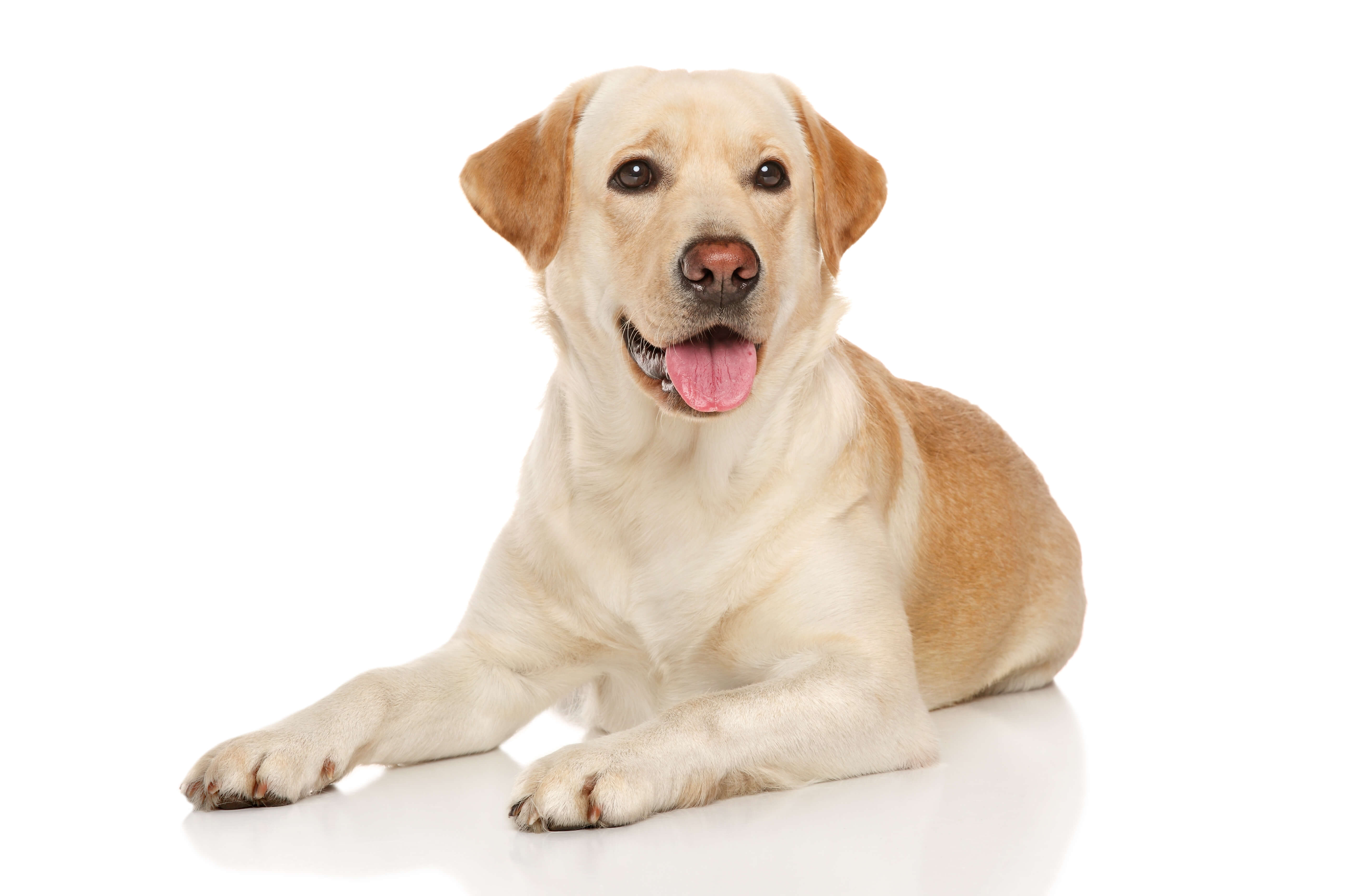 labradors-Labradors-retrīvers-002.jpg