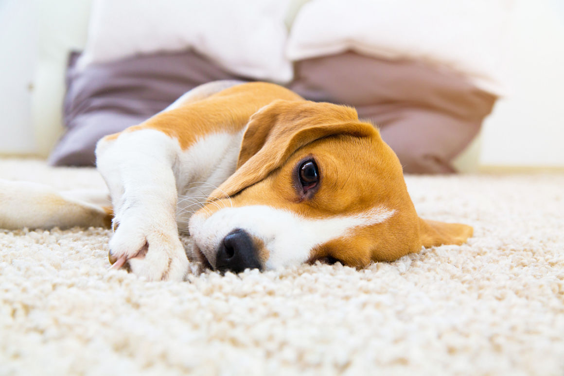 cane-stanco-2.jpg