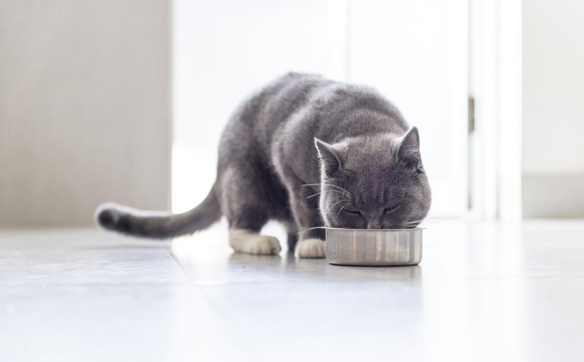Vitaminas para gatos y otros antioxidantes naturales