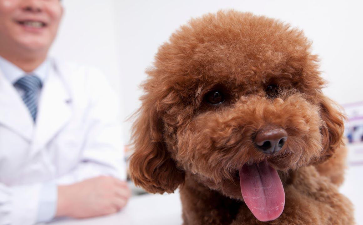 ROGNA DEL CANE: TIPOLOGIE E COME CURARLA