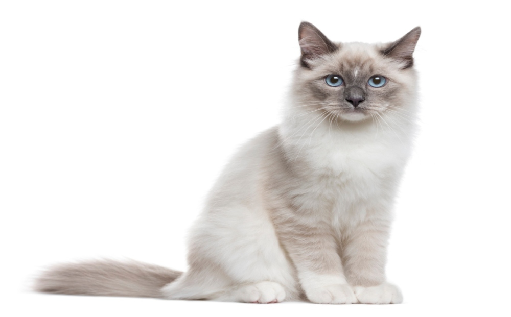 verruca-gatto-002.jpg