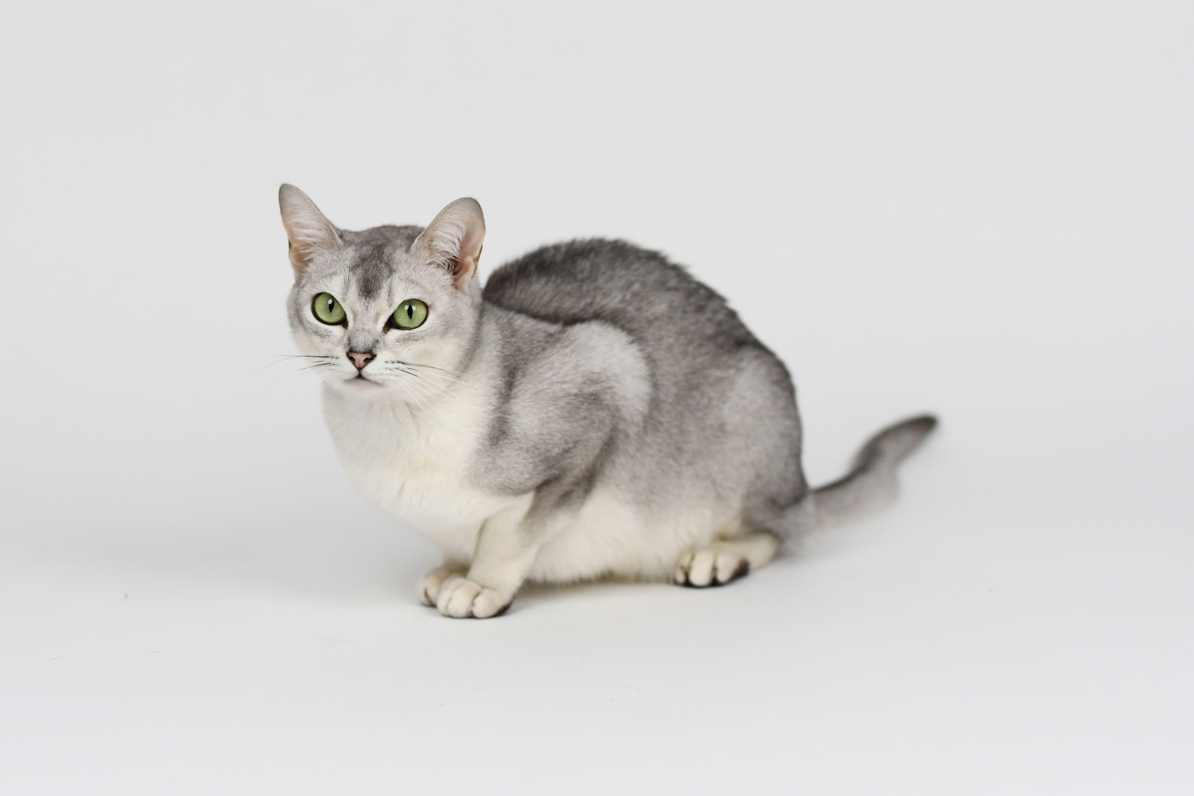 &iquest;Qu&eacute; requisitos debe incluir la comida renal para gatos?