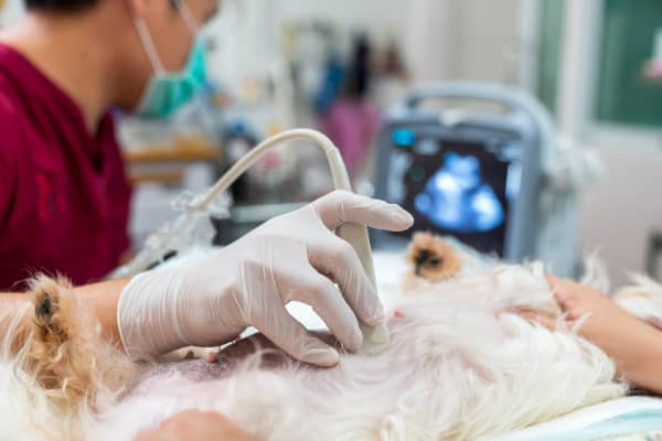 LA PIOMETRA NEL CANE: SINTOMI E TRATTAMENTO