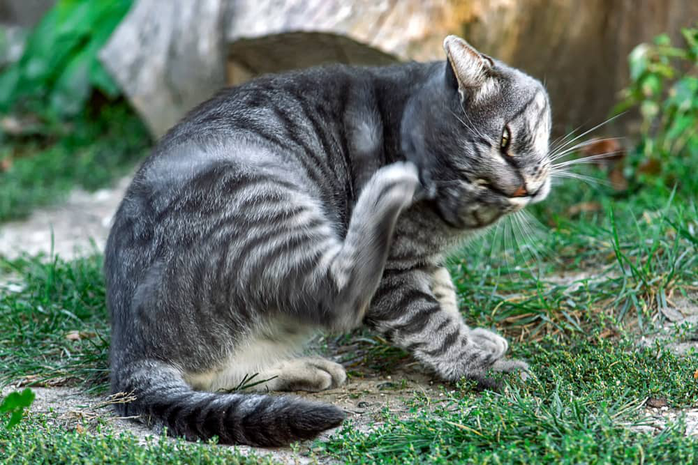 symptome-teigne-chat-002.jpg