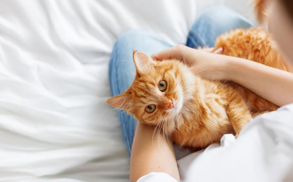 O sistema imunit&aacute;rio do gato, as imunoglobulinas e a nutri&ccedil;&atilde;o