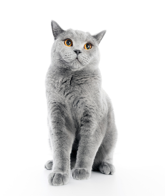 gatto-castrato-2.jpg