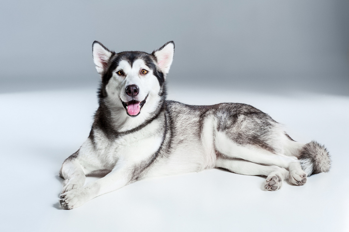 alaskan_malamute_2.jpg