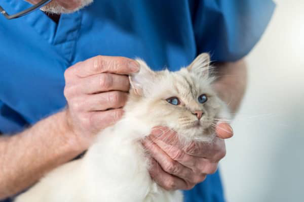 KEDİLERİN KULAKLARI NEDEN SICAK OLUR?