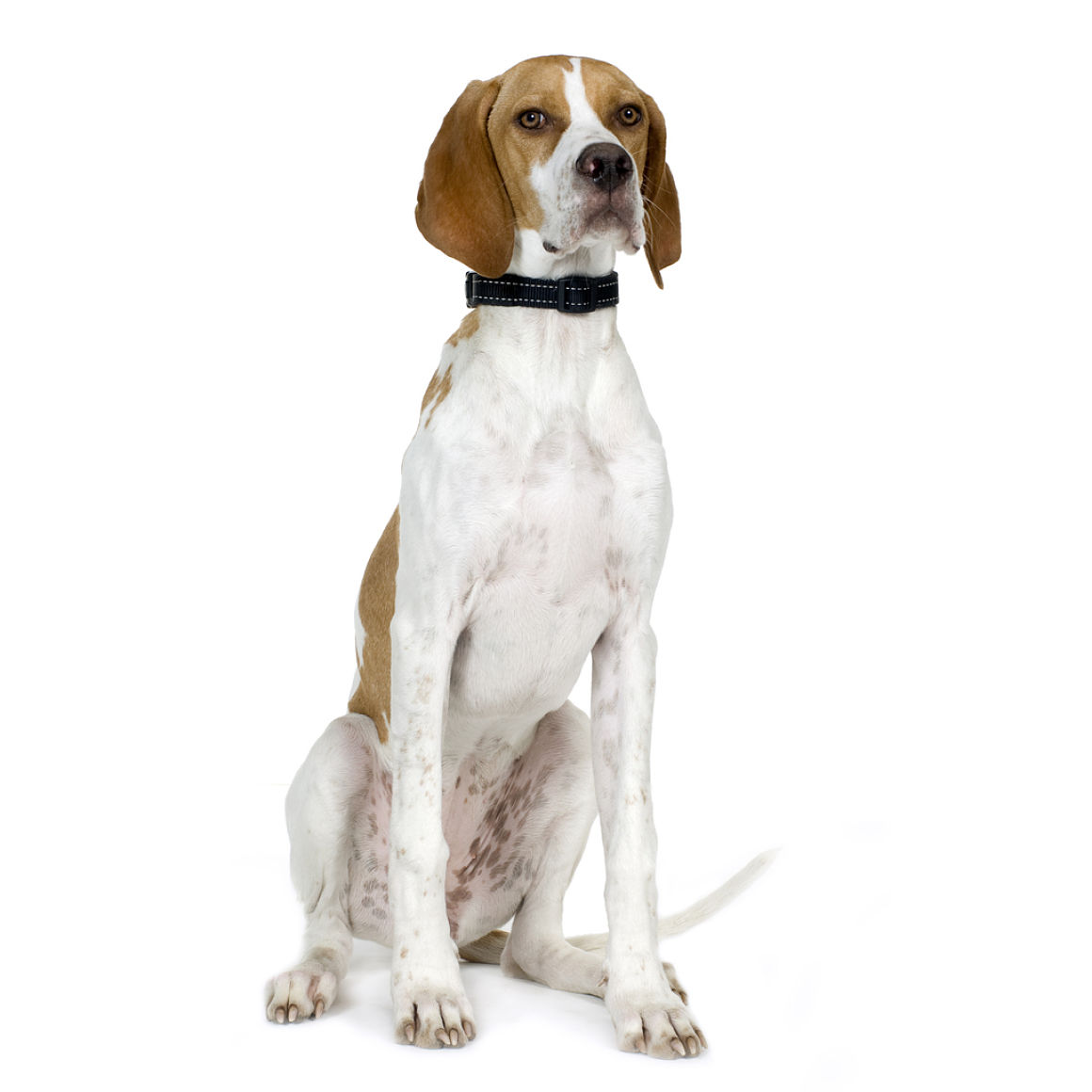 pointer-ingles-2.jpg
