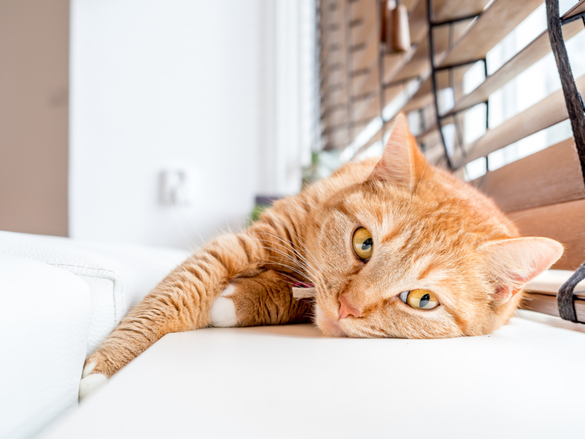 gato-solo-en-casa-2.jpg