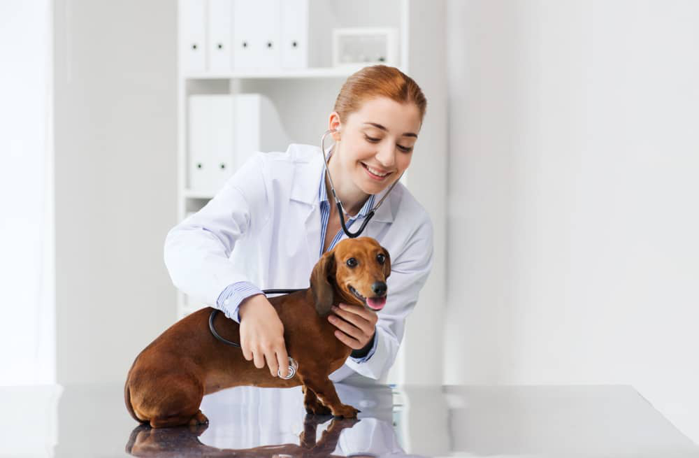probi&oacute;ticos-para-c&atilde;es-002.jpg