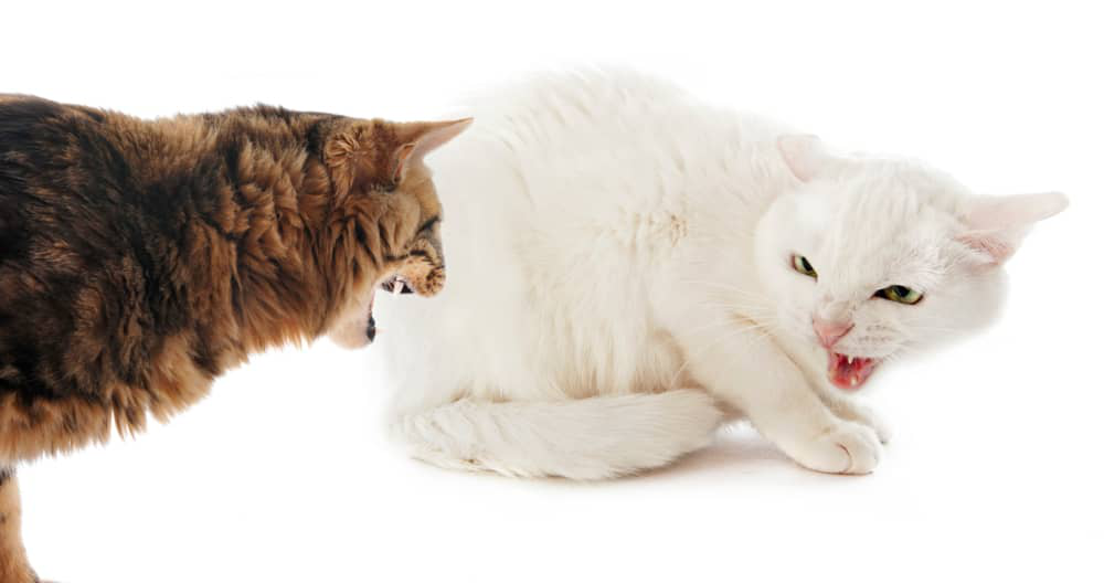 mi-gato-ataca-mi-otro-gato-05.jpg