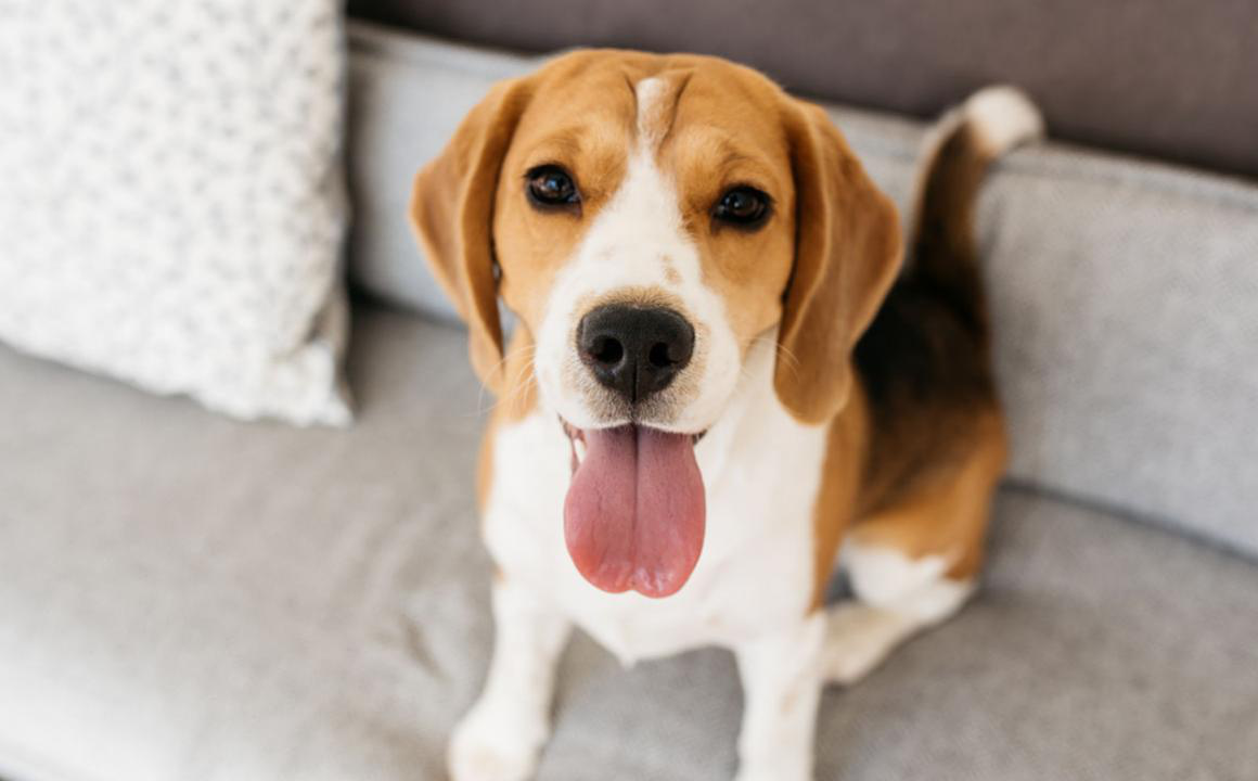 El perro beagle