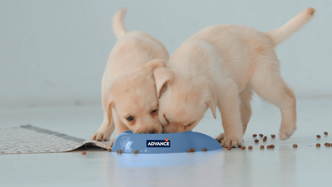 pienso-para-cachorros-2.jpg