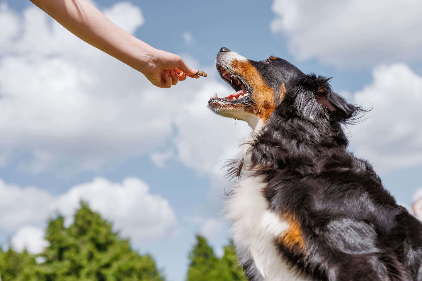como educar a un perro adulto. jpg.jpg