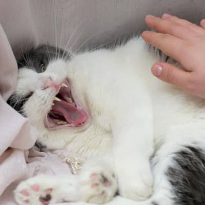 BİR KEDİ NEDEN SAHİBİNE KARŞI SALDIRGANLAŞIR?