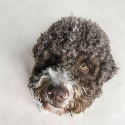 K&Ouml;PEĞİMİN BURNU AKIYOR. PRATİK TAVSİYELER