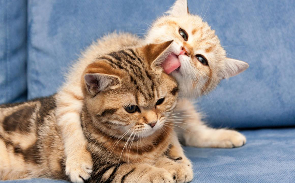 Due gatti in casa