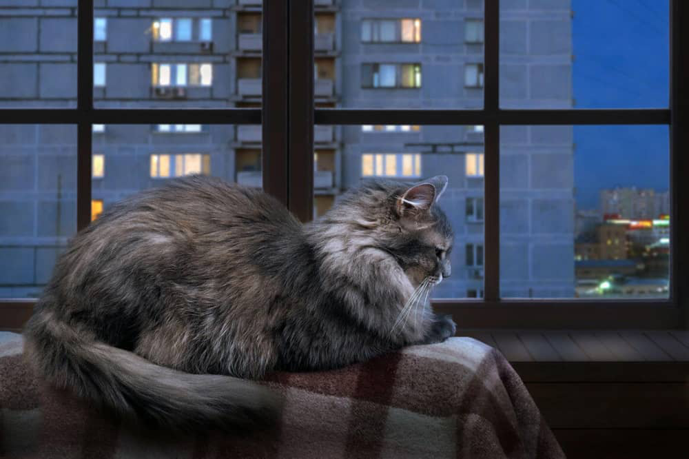 como-hacer-gato-no-maulle-noche-002.jpg