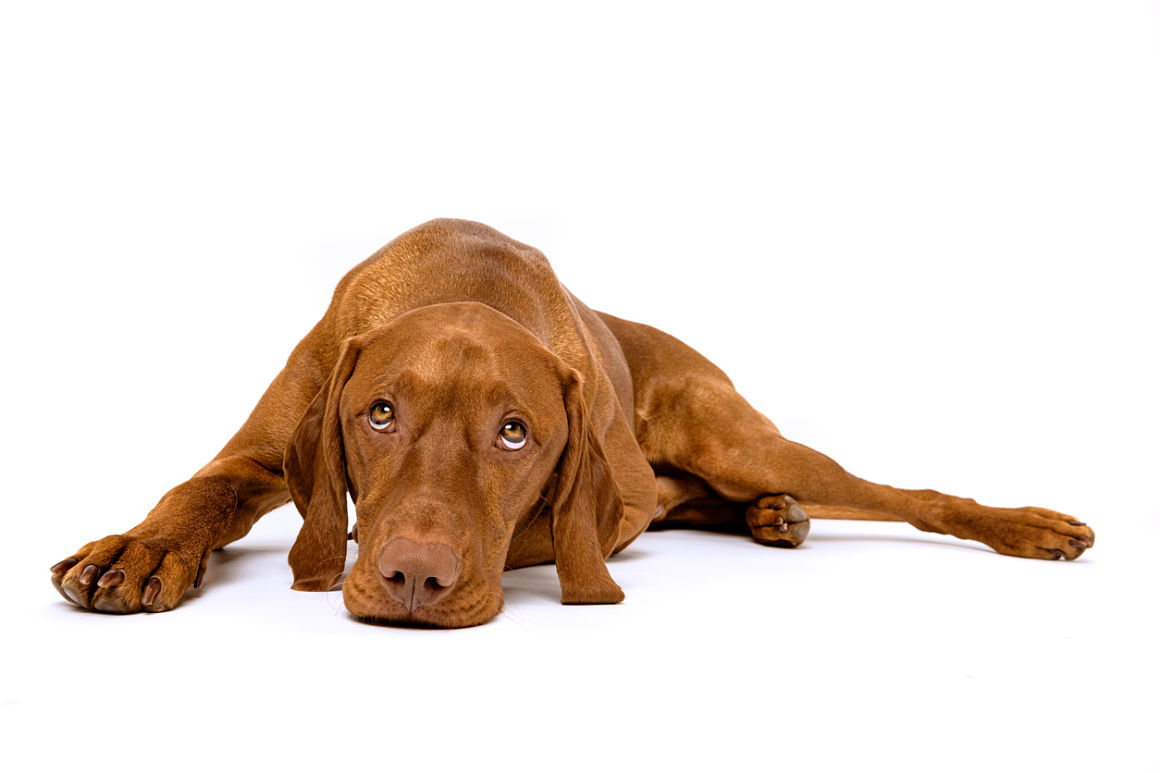 betadine-cane-2.jpg