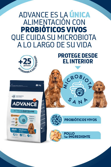 ADV-BANNERS-WEB-2025_DESKTOP-DOG-ES.jpg