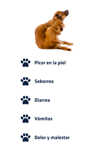 Dog scratching