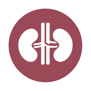 Helps control renal workload