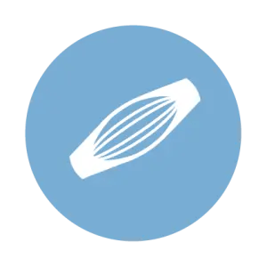 Aide &agrave; maintenir la masse musculaire