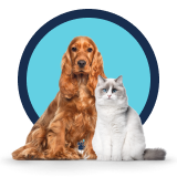 Image of a cat and a dog