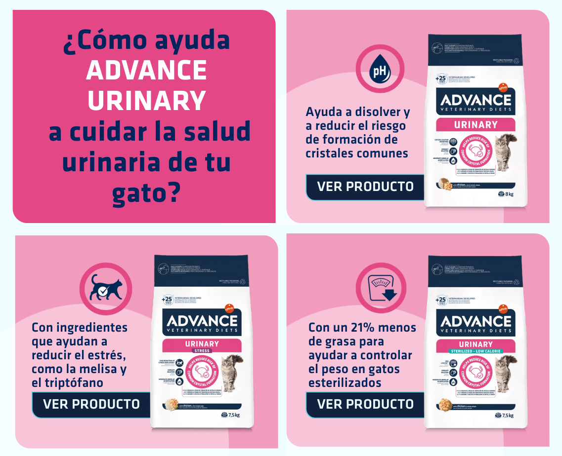 Banner productos gato