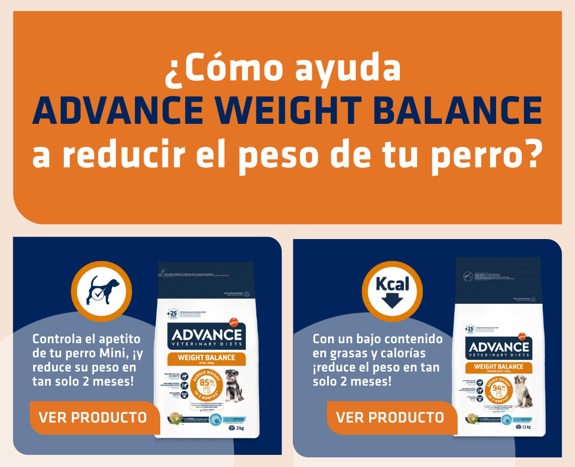 Banner productos gato