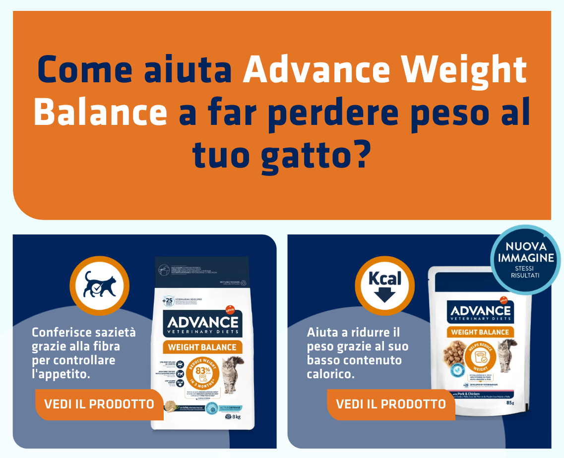 Banner productos gato