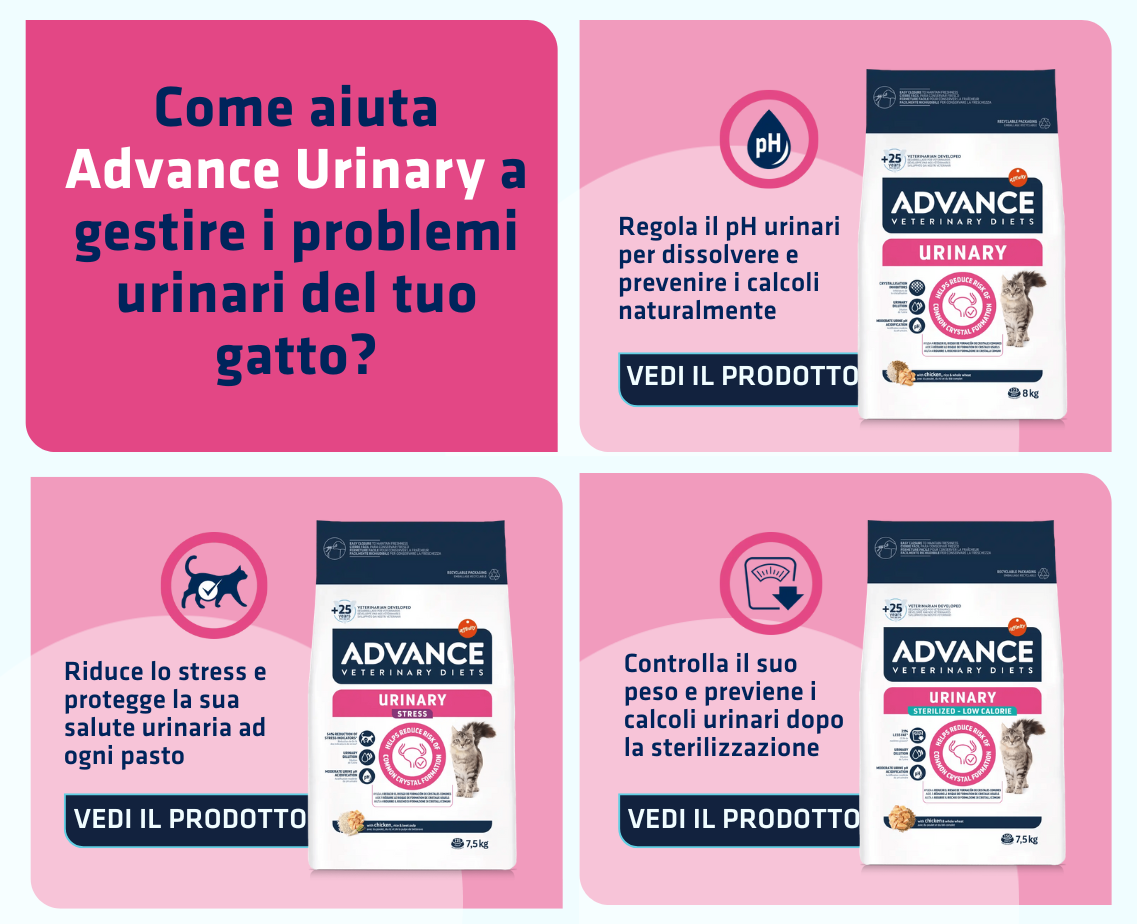 Banner productos gato