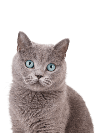 <span class="text-age-literal">Junior</span><span class="text-age-number">from neutering to 24 months</span>