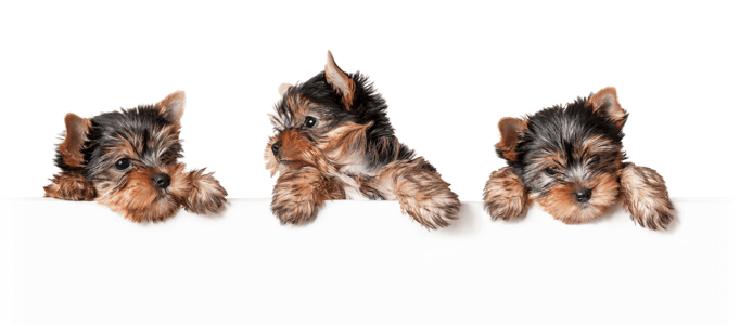 Sorry, even our pets can&rsquo;t sniff out the page you&rsquo;re looking for