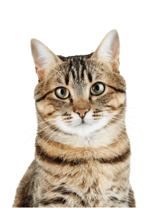 Not neutered